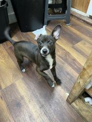 Lost Male Dog last seen Jefferson and seventh Avenue, Los Angeles, CA 90018