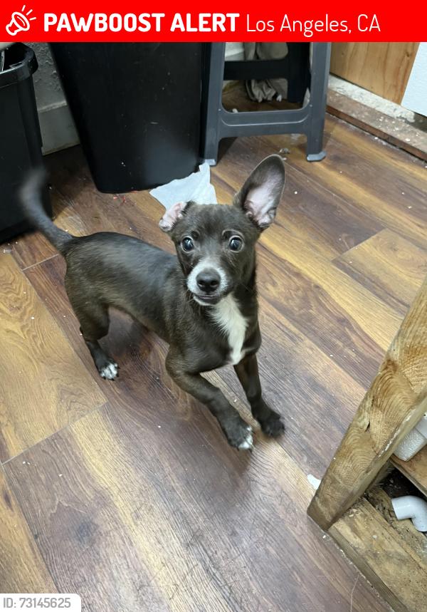 Lost Male Dog last seen Jefferson and seventh Avenue, Los Angeles, CA 90018