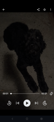 Found/Stray Unknown Dog last seen 6 Mile and Woodward, Detroit, MI 48211