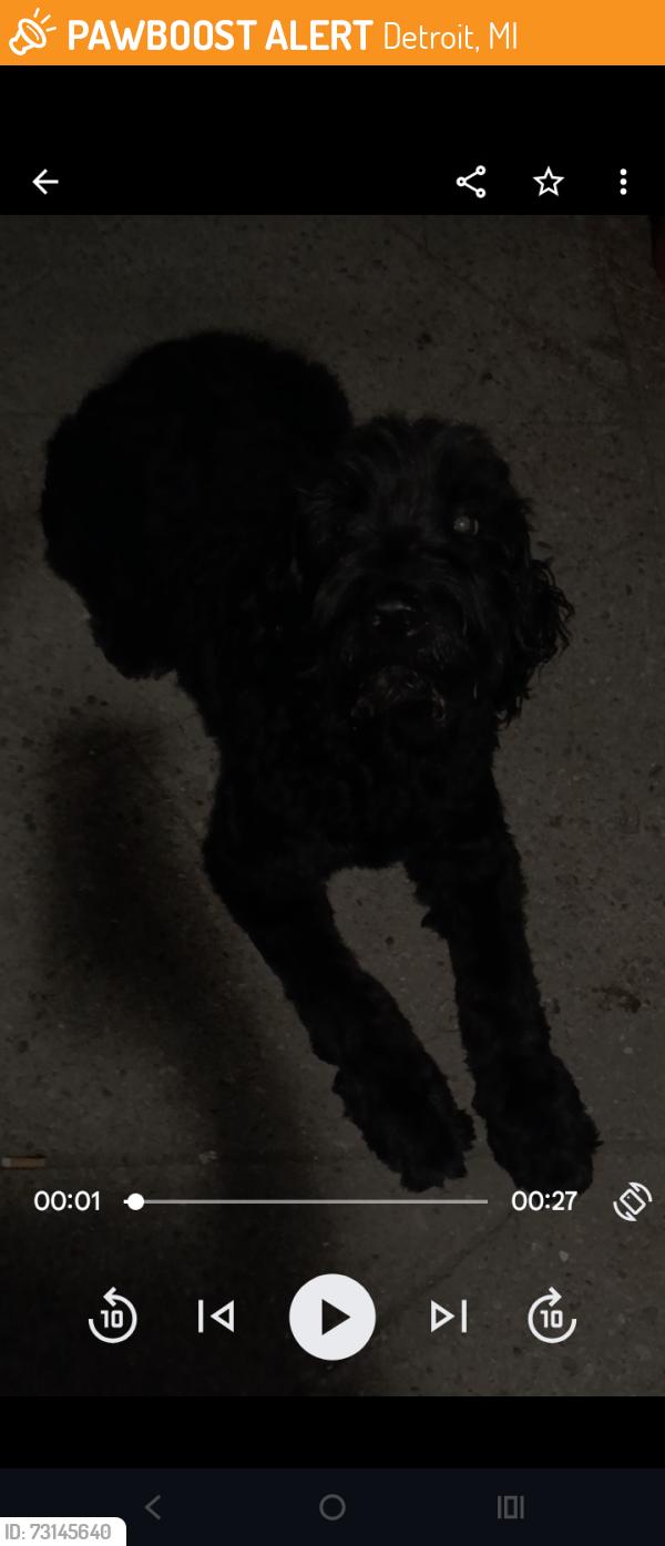Found/Stray Unknown Dog last seen 6 Mile and Woodward, Detroit, MI 48211