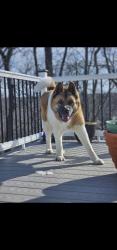 Lost Male Dog last seen Dutch Mill Farms Subdivision- Arnold, Mo, Arnold, MO 63010