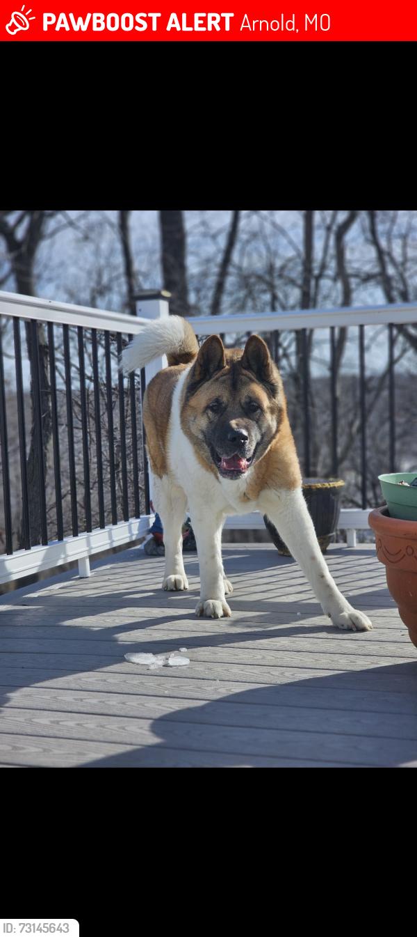 Lost Male Dog last seen Dutch Mill Farms Subdivision- Arnold, Mo, Arnold, MO 63010