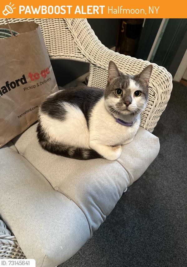 Found/Stray Unknown Cat last seen Across Crescent Rd from Mohawk Terrace Apts, Halfmoon, NY 12065
