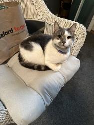 Found/Stray Unknown Cat last seen Across Crescent Rd from Mohawk Terrace Apts, Halfmoon, NY 12065