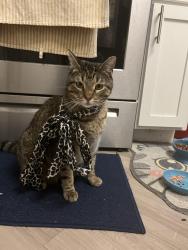 Lost Male Cat last seen Near dessau rd Bristol heights, Austin, TX 78754