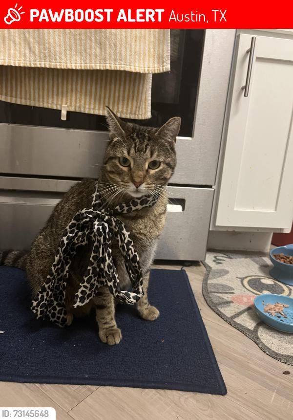 Lost Male Cat last seen Near dessau rd Bristol heights, Austin, TX 78754