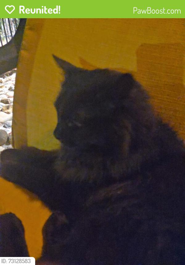 Reunited Unknown Cat last seen Sheridan at 72nd in Willow Green Townhomes, Arvada, CO 80003