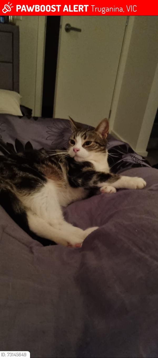 Lost Female Cat last seen Area MacDonald truganini and bp, Truganina, VIC 3029