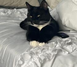 Reunited Male Cat last seen Houk and 37, Delaware, OH 43015