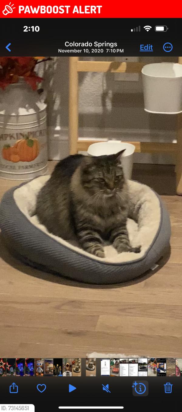Lost Male Cat last seen Near Mesa Grande Dr, Colorado Springs, CO 80918