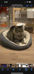Lost Male Cat last seen Near Mesa Grande Dr, Colorado Springs, CO 80918
