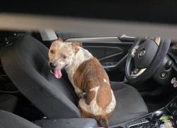 Found/Stray Male Dog last seen Hardin Store Rd at Anderson Rd., Montgomery County, TX 77354