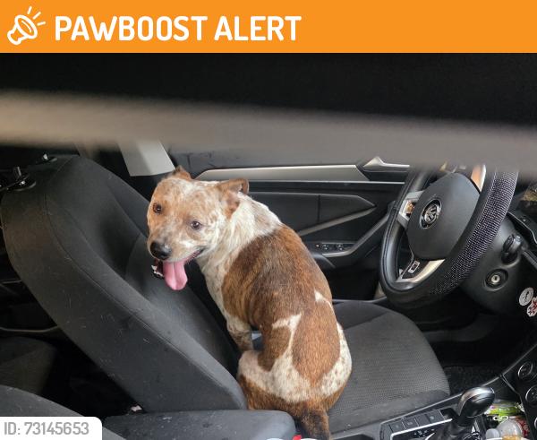 Found/Stray Male Dog last seen Hardin Store Rd at Anderson Rd., Montgomery County, TX 77354