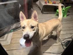 Found/Stray Male Dog last seen Charleston Drive Charlotte NC in Cotswold, Charlotte, NC 28212