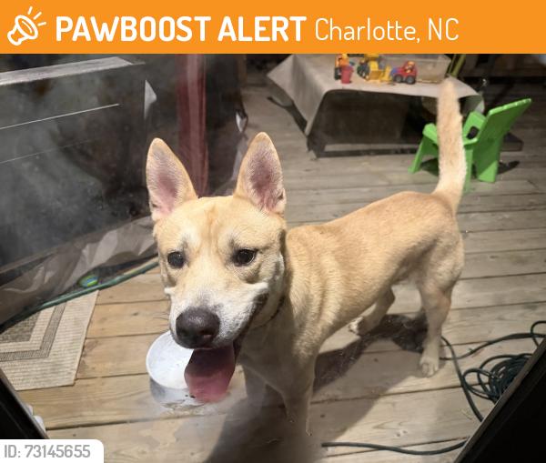 Found/Stray Male Dog last seen Charleston Drive Charlotte NC in Cotswold, Charlotte, NC 28212