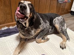 Reunited Female Dog last seen Alberta and Wilkinson, Belmont, NC 28012