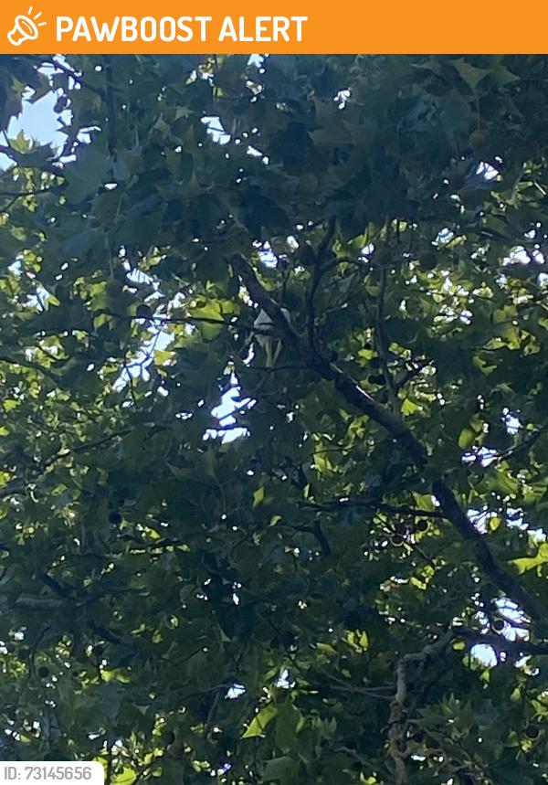 Found/Stray Unknown Bird last seen Selco builder warehouse, Greater London, England SE7 7RU