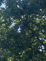 Found/Stray Unknown Bird last seen Selco builder warehouse, Greater London, England SE7 7RU