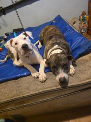 Reunited Female Dog last seen Gorege ct. And sparkman st, Melbourne, FL 32935