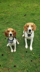 Reunited Unknown Dog last seen Woodwind and Carolina country club rd, Spartanburg, SC 29306