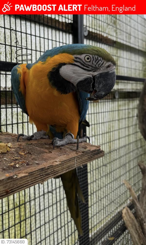 Lost Unknown Bird last seen Tescos feltham, Feltham, England 