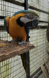 Lost Unknown Bird last seen Tescos feltham, Feltham, England 