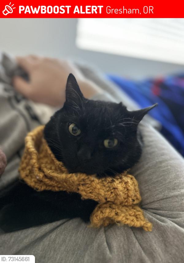 Lost Female Cat last seen Myrtle ave, Gresham, OR 97080