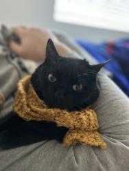 Lost Female Cat last seen Myrtle ave, Gresham, OR 97080