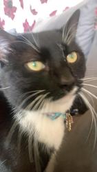 Reunited Male Cat last seen Trinaty hospice, Blackpool, England 