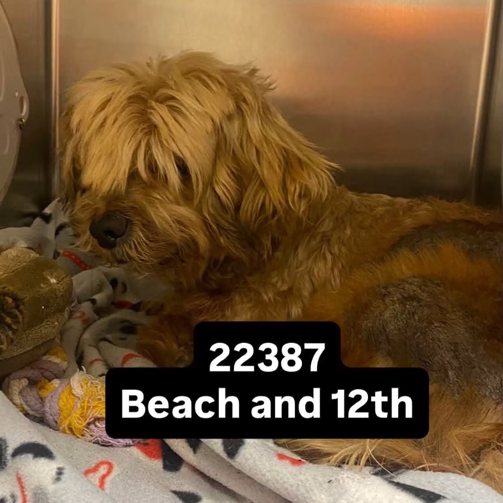 Shelter Stray Unknown Dog last seen , 6621 Westminster Ave, Garden Grove, CA 92844, USA