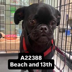 Shelter Stray Male Dog last seen , 6621 Westminster Ave, Garden Grove, CA 92844, USA