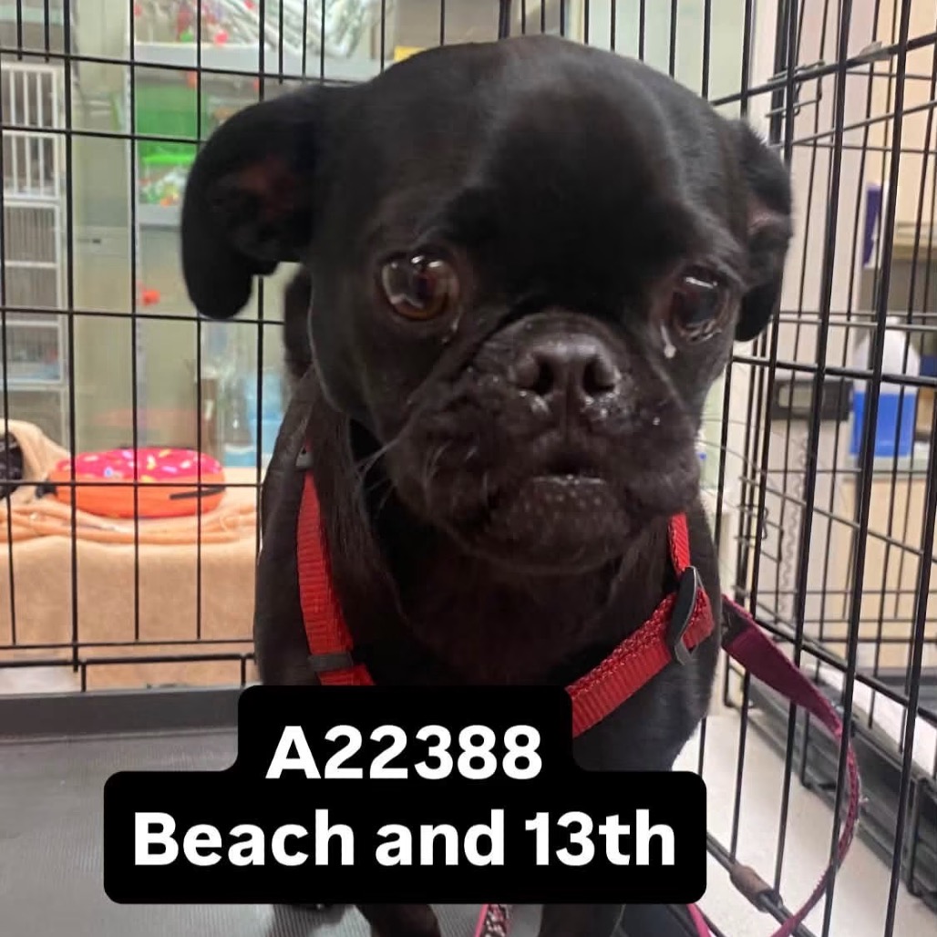Shelter Stray Male Dog last seen , 6621 Westminster Ave, Garden Grove, CA 92844, USA