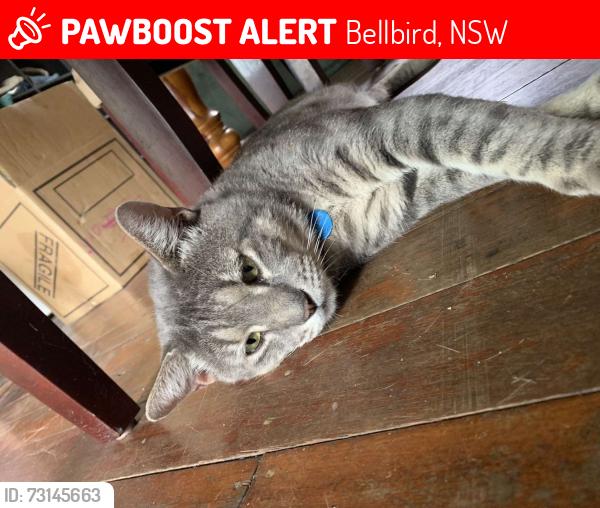 Lost Male Cat last seen Talegalla st bellbird, Bellbird, NSW 2325