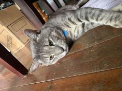 Lost Male Cat last seen Talegalla st bellbird, Bellbird, NSW 2325
