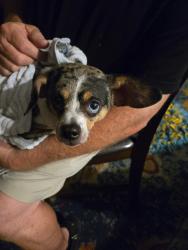 Reunited Male Dog last seen Dairy & Hall Rd, Melbourne, FL 32901