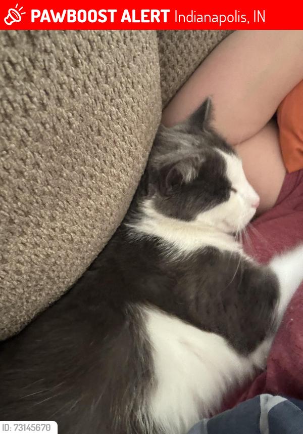 Lost Male Cat last seen Bridgeport, Indianapolis, IN 46231