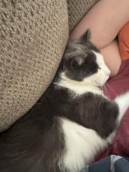 Lost Male Cat last seen Bridgeport, Indianapolis, IN 46231