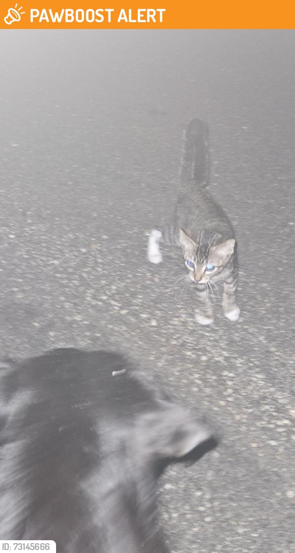 Found/Stray Unknown Cat last seen 7th Ave e near McKnight at eldrige apmts, North Saint Paul, MN 55109