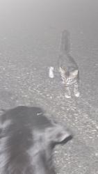 Found/Stray Unknown Cat last seen 7th Ave e near McKnight at eldrige apmts, North Saint Paul, MN 55109