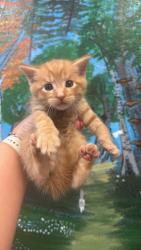 Shelter Stray Female Cat last seen Bexar County, 3353 Morningside Dr, New Braunfels, TX 78132, USA
