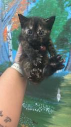Shelter Stray Female Cat last seen Bexar County, 3353 Morningside Dr, New Braunfels, TX 78132, USA