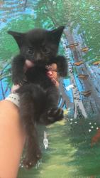 Shelter Stray Female Cat last seen Bexar County, 3353 Morningside Dr, New Braunfels, TX 78132, USA