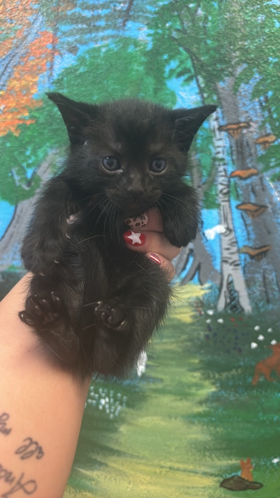 Shelter Stray Female Cat last seen Bexar County, 3353 Morningside Dr, New Braunfels, TX 78132, USA