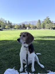 Reunited Female Dog last seen Orange Grove and Lake Blvd, Bungalow Heaven, Pasadena, CA 91106