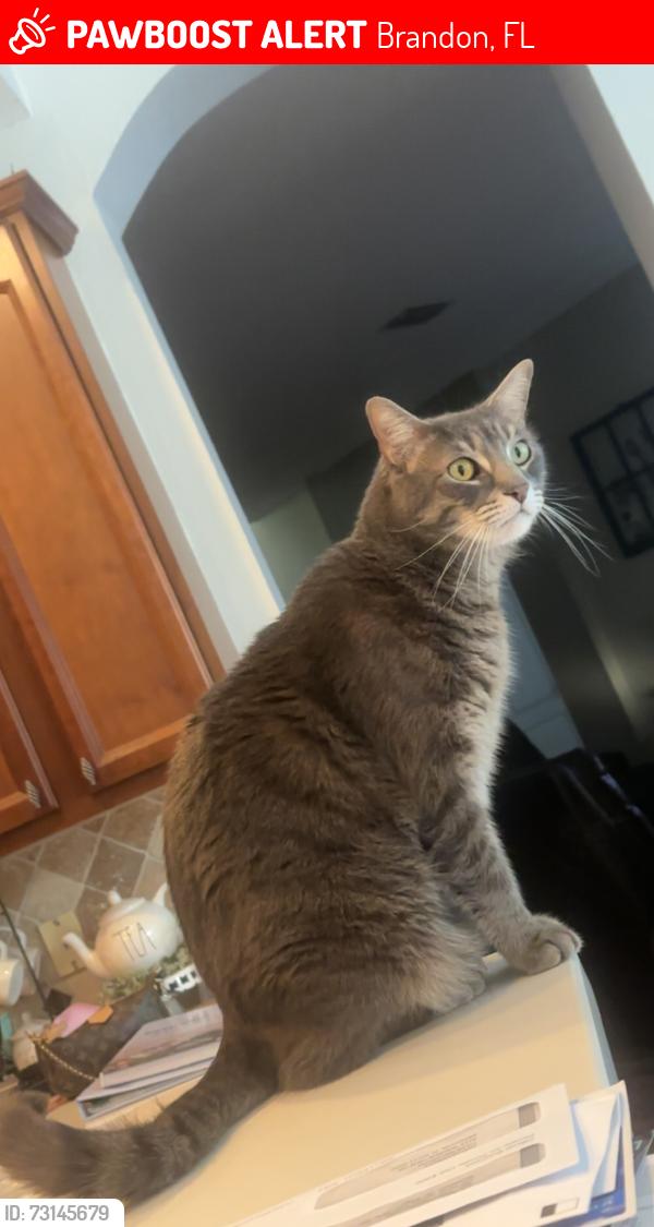 Lost Male Cat last seen Hickory Woods, off John Moore Rd south of Bloomingdale Ave., Brandon, FL 33511