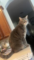 Lost Male Cat last seen Hickory Woods, off John Moore Rd south of Bloomingdale Ave., Brandon, FL 33511