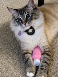 Reunited Female Cat last seen Shasta St / Sycamore St, Boise, ID 83703