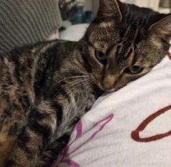 Reunited Male Cat last seen Near block of units at 15 Thomas street about 6.40pm, Laverton, VIC 3028
