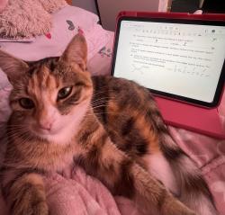 Lost Female Cat last seen Blakemore, Telford and Wrekin, England TF3 1AD