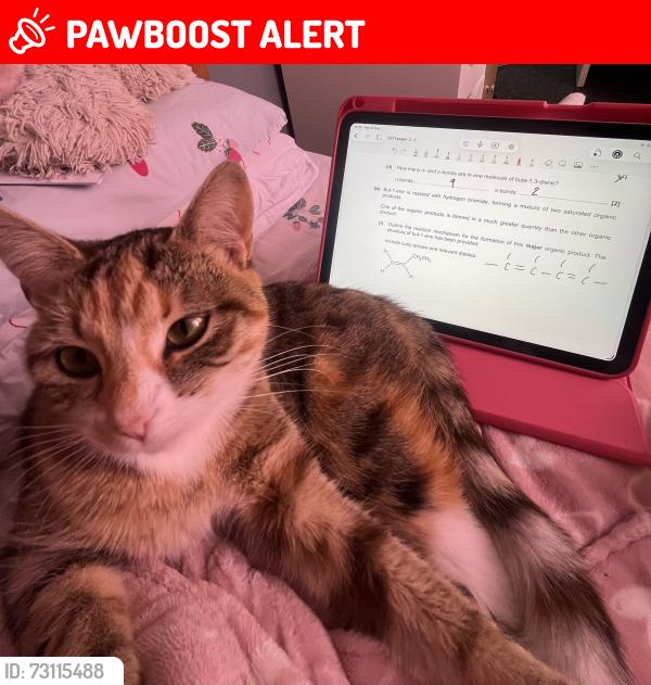 Lost Female Cat last seen Blakemore, Telford and Wrekin, England TF3 1AD